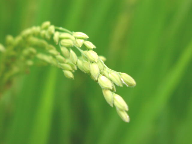 rice plant